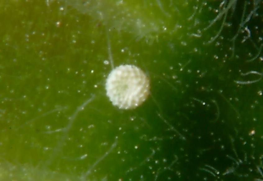 Ancora Cacyreus marshalli